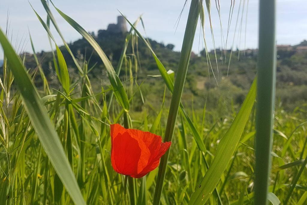 La Casina Di Nonna Giulia Lejlighed Castiglione dʼOrcia Eksteriør billede